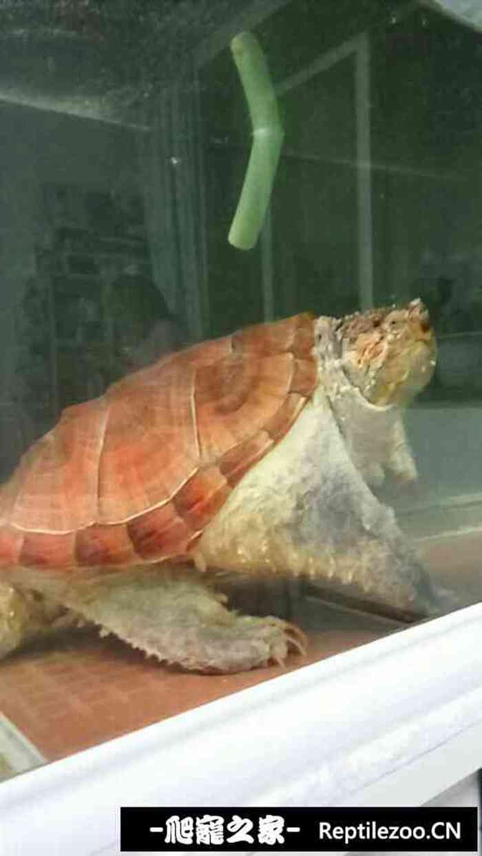 154428nvo4cdvvvmuykvm4.jpg