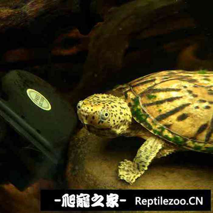 154816w58fr886zziooc5l.jpg