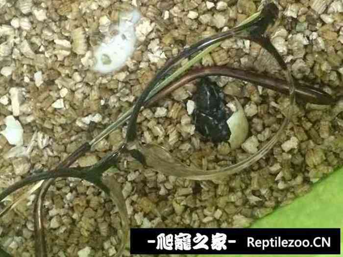 155937jqet9npjtqiqwwle.jpg
