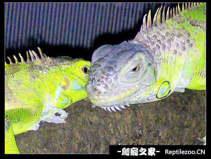161500w8c8achk7wzc4lai.jpg