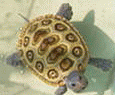 161738s53xn370905t9utv.gif