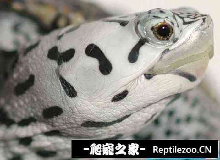 161739hcpcso9z9ood9uyz.jpg