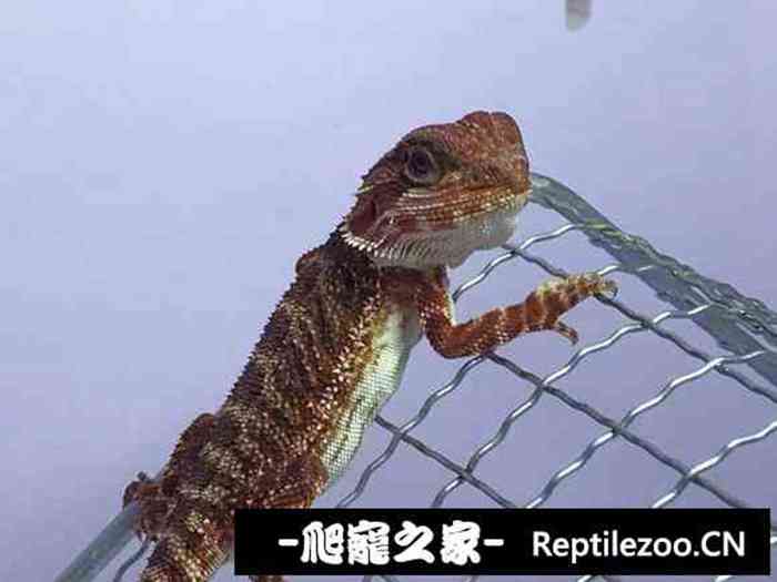 174504fhdlcl1zkfxvybo1.jpg