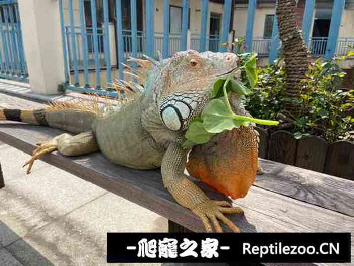 195016sbtrpotwjpxnpnbg.jpg