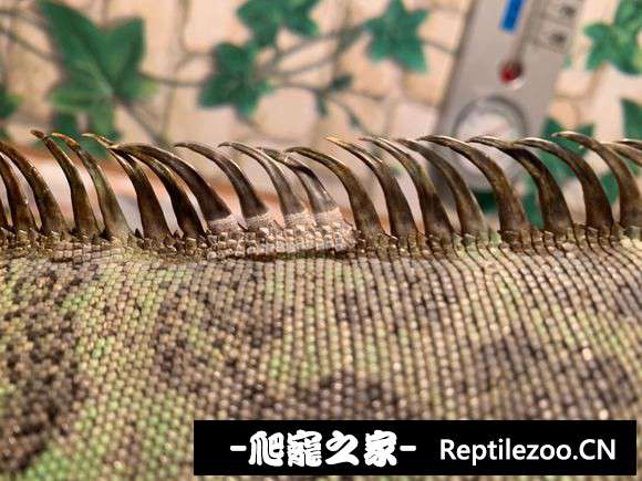 121122yu07lv6b6ggu0ww7.jpg