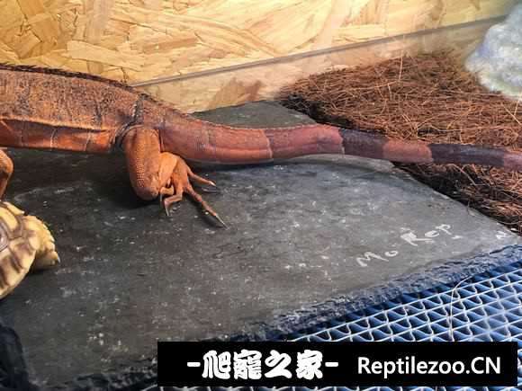 132521miwzp7yiqapvvkdj.jpg