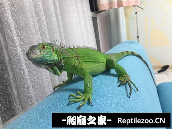 170231icll5ltrzcrvxgtt.jpg