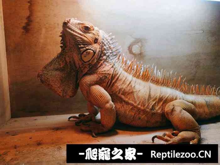 004505y5p1p4jx2uju68pz.jpg