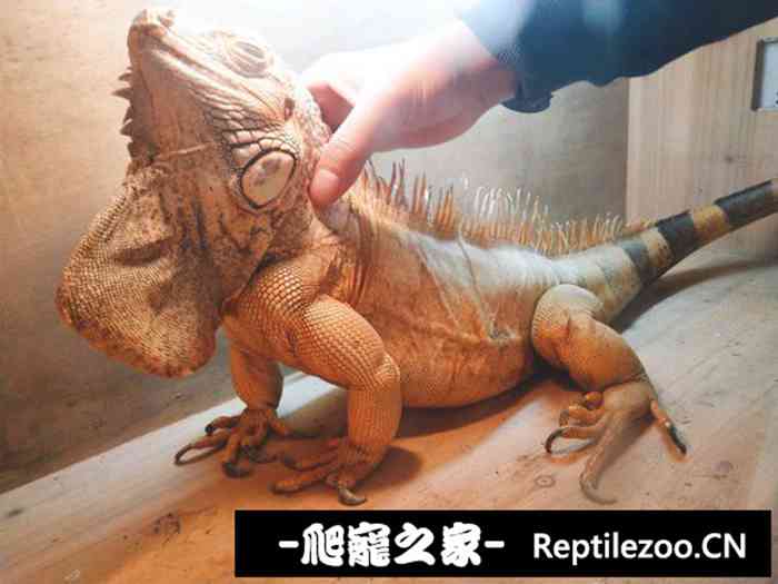 004508wjrv6l6l1zlbmhvz.jpg