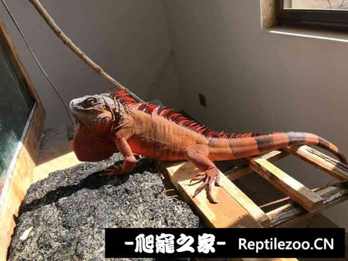 024002stt8hbh3tt8h9tzb.jpg