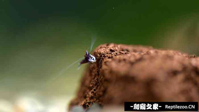 030852iwz6rzq0wj599ow5.jpg