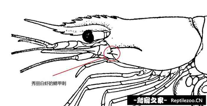 031149rphdyded9dprcxpz.jpg