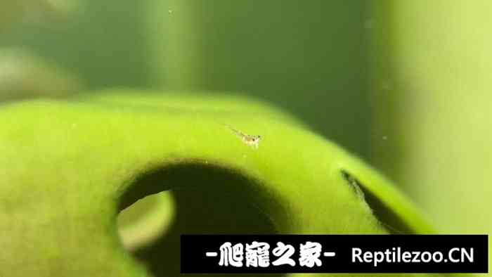 035016seqgjmbzrqlbpvbn.jpg