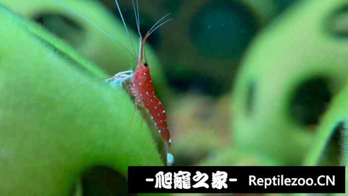 041744fwccdck1o3j5coir.jpg