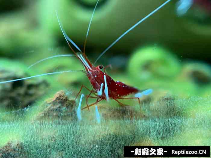 041745sen5ezejorcjceo7.jpg