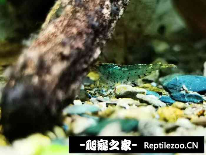 041930axqlbrxzbzlbrcty.jpg