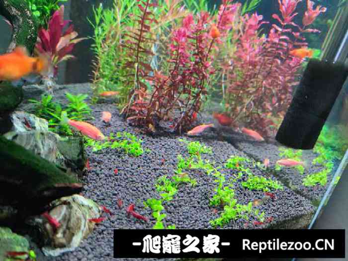 042108g7gpoppppwp4piaw.jpg