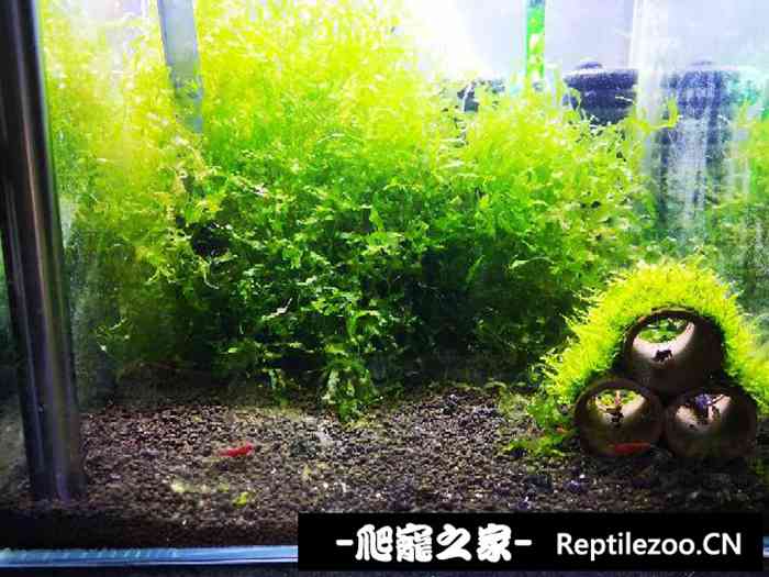 042402vn0ek89rze88z87p.jpg