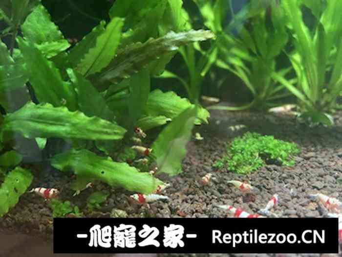 044052jp99i7bp19zbimpr.jpg