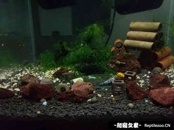 051200cs8sssxshlsxs50l.jpg