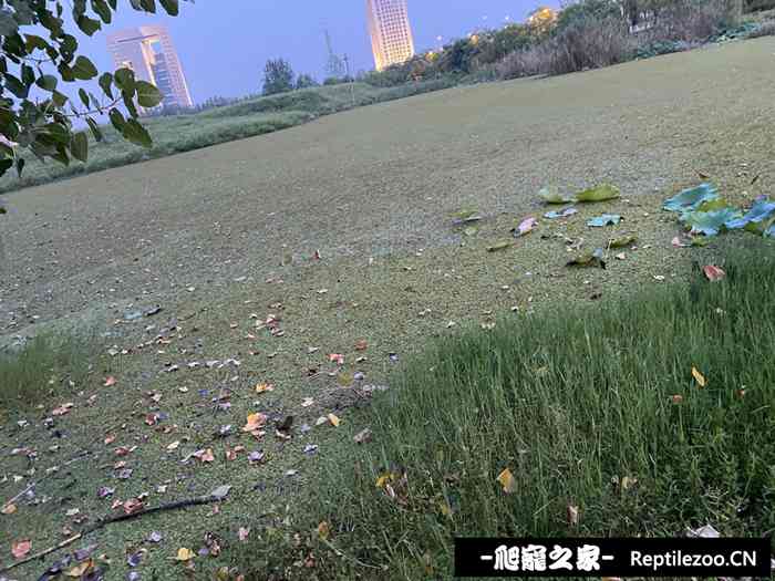 051552e19aaplag5562ncn.jpg
