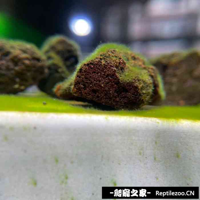 051602zzqsh6frxfxalaxn.jpg