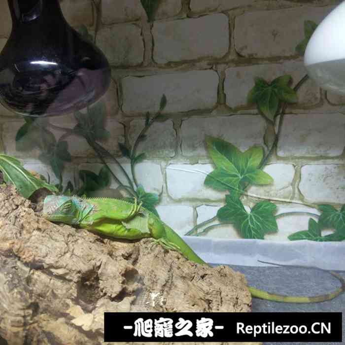 120206ye62tyt66z10w6v4.jpg