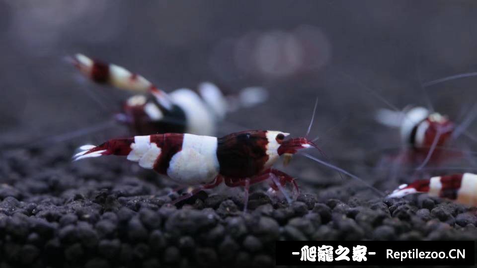 010703b0jh6211a915h55i.jpeg