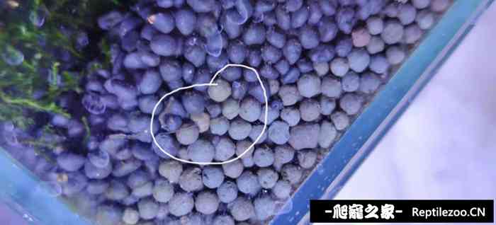 011636rzwen01fwoqldnbo.jpg