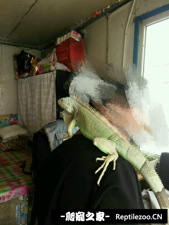 140235utuaairfaylafal1.jpg