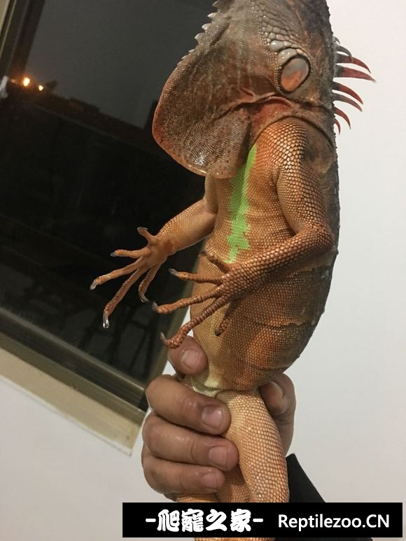 143949cdoeazoo1aeweajc.jpg