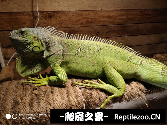 144333rc27dtah9sutiqzg.jpg