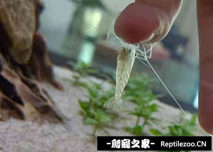 202608r9ibc64626z5gk14.jpg