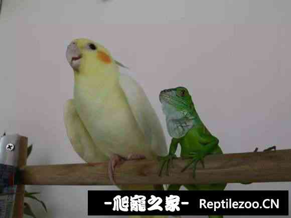 004205c1a1fff2lvuv9111.jpg