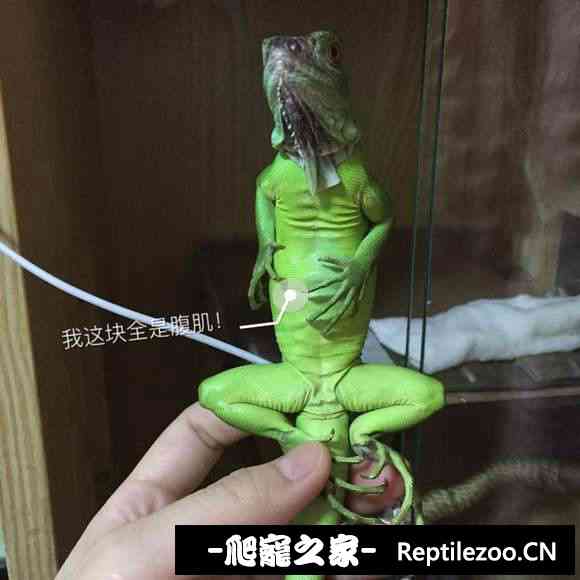 004214f6d3ygz9ch39qcox.jpg