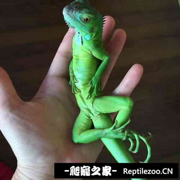 004215cn9aoznontbs4bp5.jpg