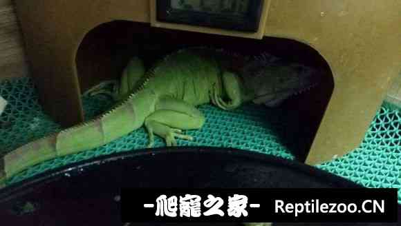 004722g7keulo0ppuln0ln.jpg