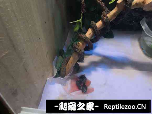 022756swggu6666r5555az.jpg
