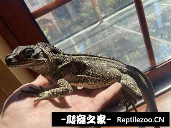 023629vlpvr5p91pl15vlz.jpg