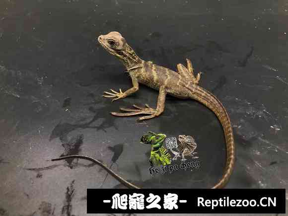 035509bf0fhu00f6cpyq0g.jpg