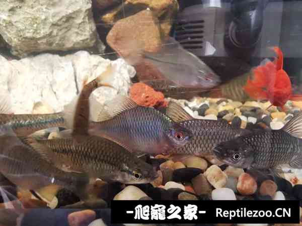 064506jhpbsoop21jnyhn2.jpg