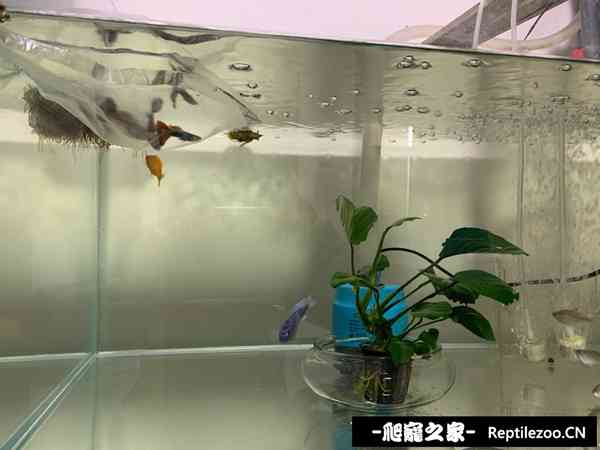 113020rhsam2kb2vb622xa.jpg