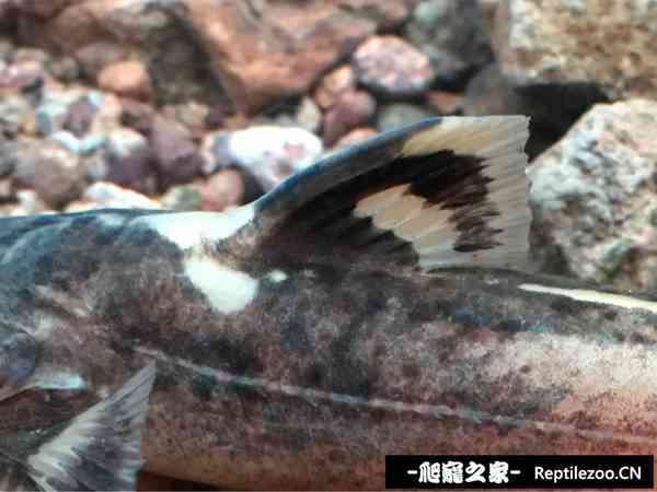 124734mqgdqkzc11he62h5.jpg