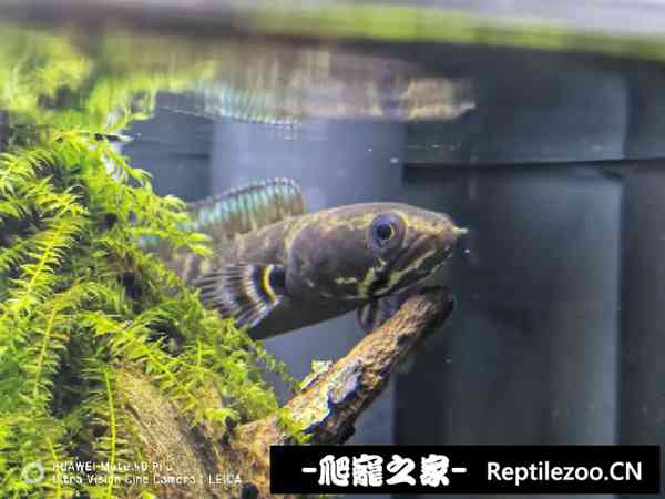 130042qjo03jcm05zj5mzr.jpg