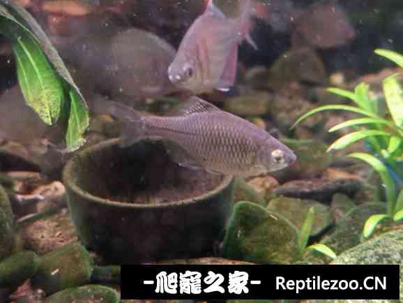 130753r5opkre11rviva01.jpg