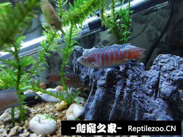 134447azvl8hh8umcrk41y.jpg