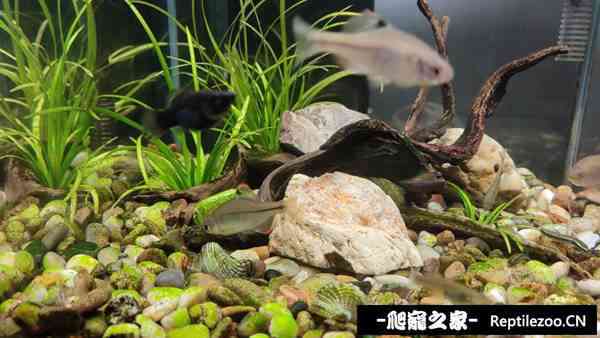 140511pbiffencbbdf7fs3.jpg