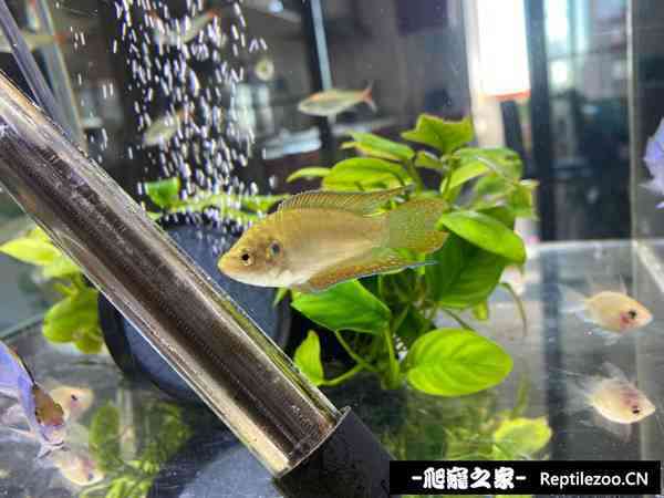 141618qj05wdqhowo60dvd.jpg