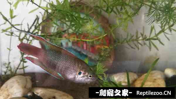 141808zuuygz6pulgp6l9z.jpg