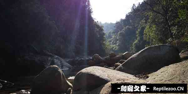 143031ghsvpszi033toety.jpg